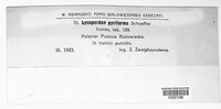 Apioperdon pyriforme image